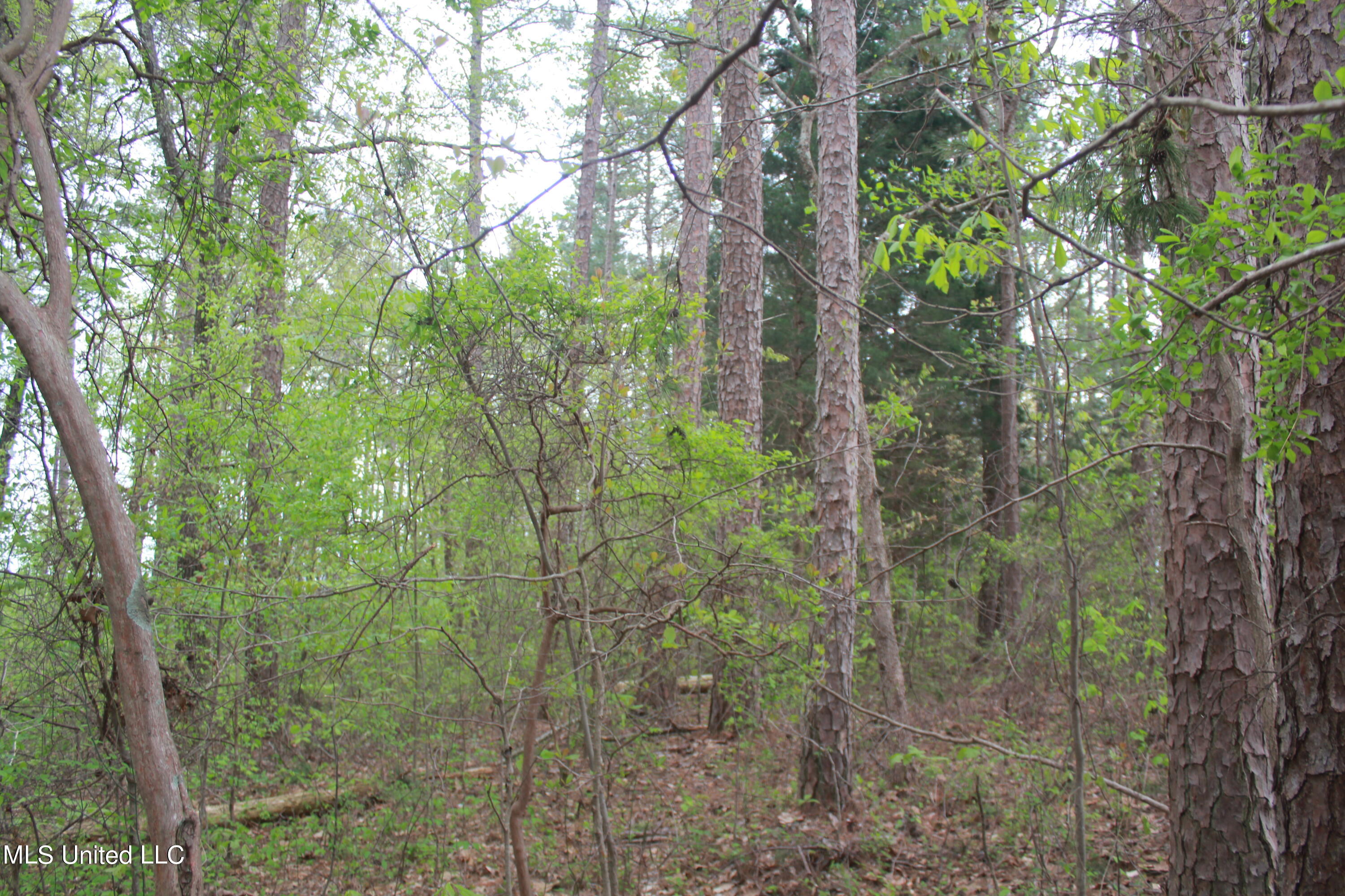 3 Hamilton Road Falkner, MS 38629 - Photo 9 of 15 IMG_8203