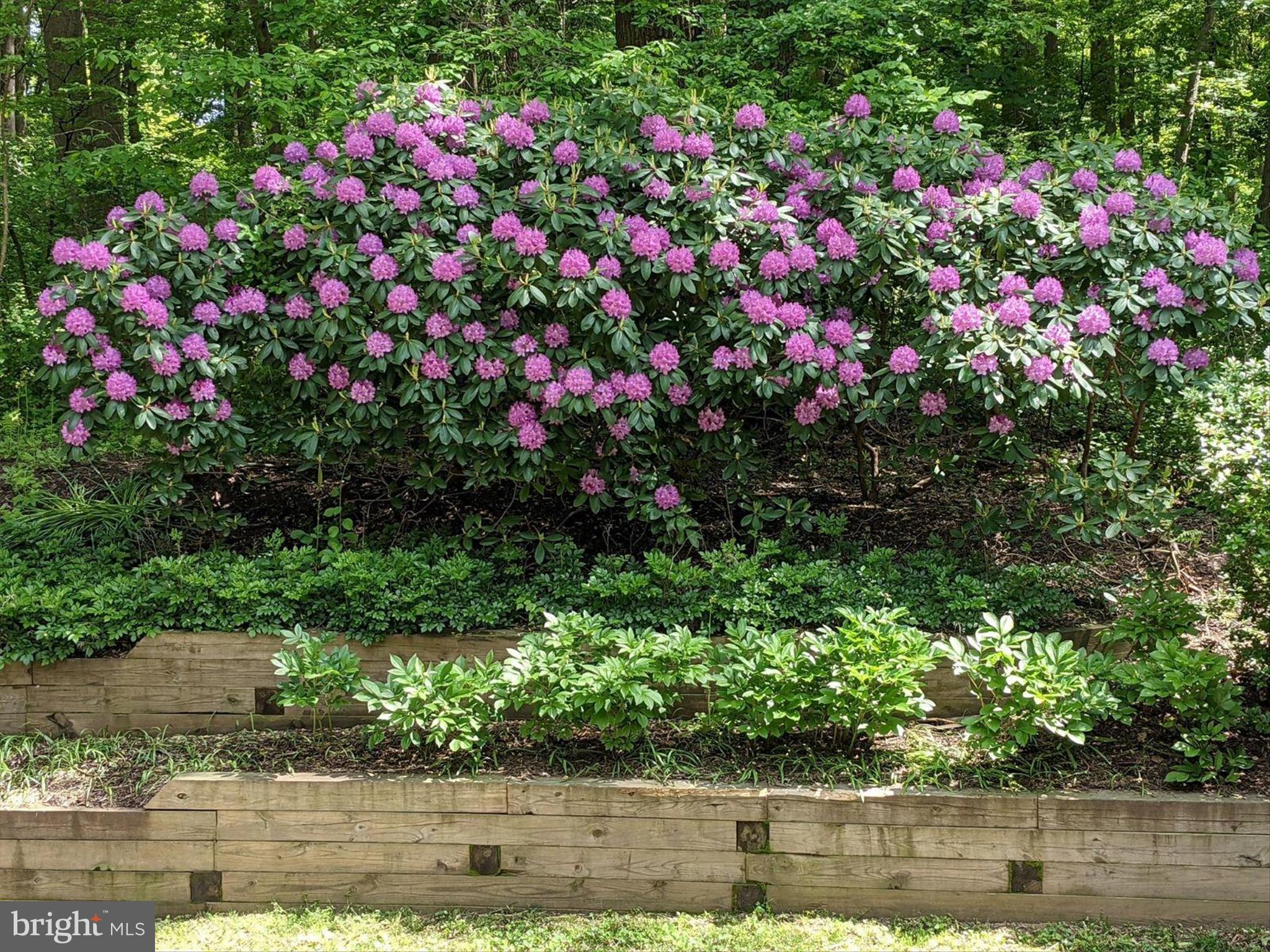1809 Gamewell Road Silver Spring, MD 20905 - Photo 59 of 71 Beautiful landscaping