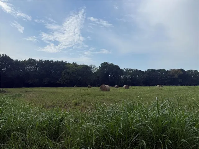 a view of a forest with trees in the background