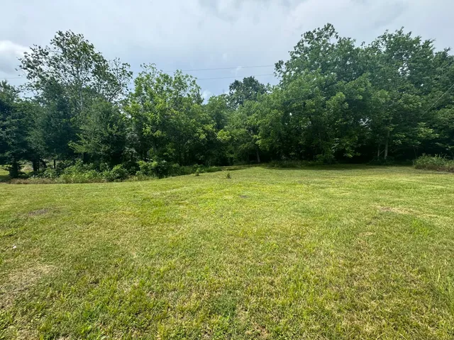 a view of a yard with plants and large trees