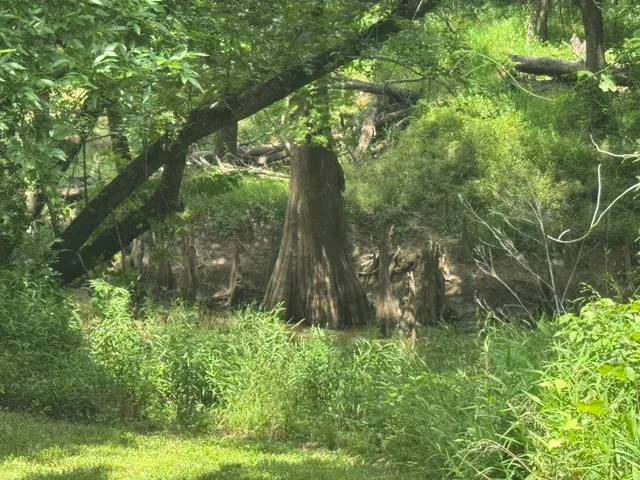 a backyard of a house with lots of green space