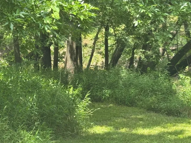 a big yard with lots of green space and trees