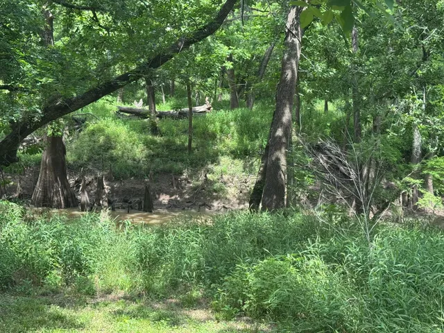 a view of a lush green forest