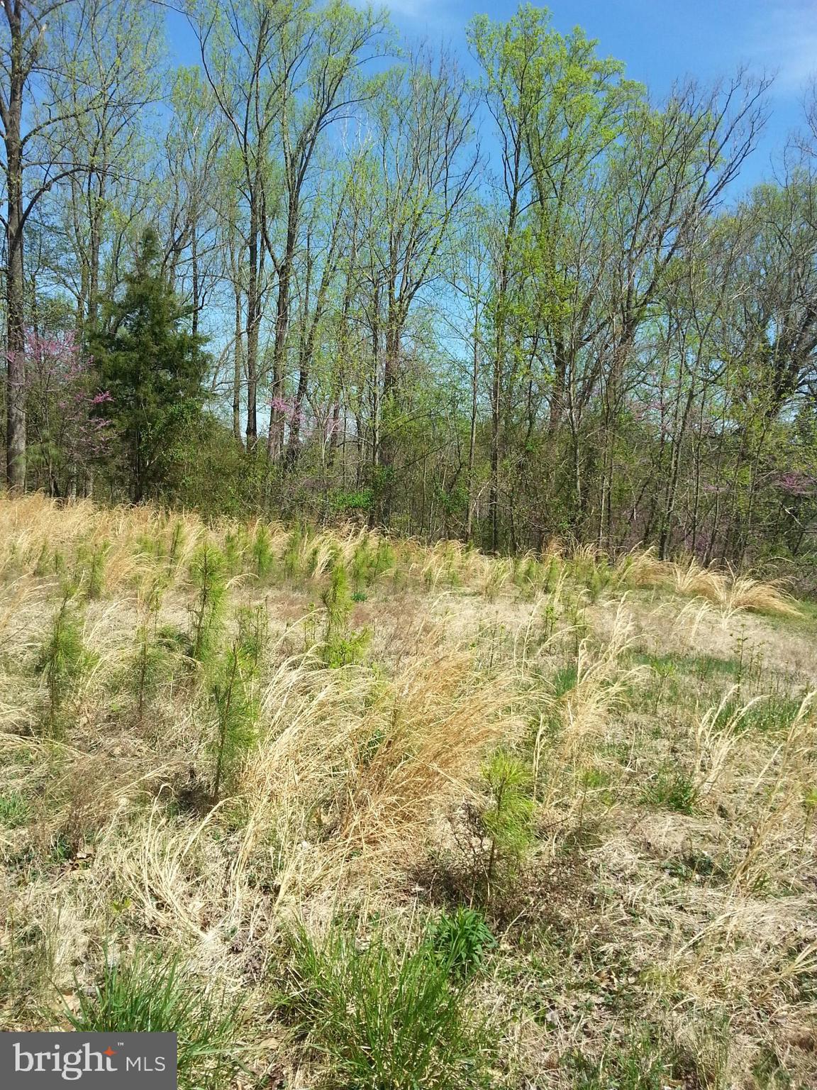 Bay Pointe Montross, VA 22520 - Photo 3 of 4