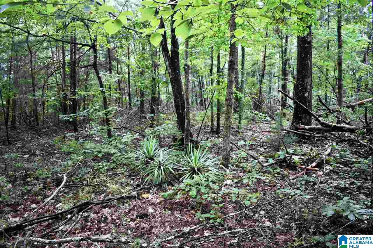 0 Pine View Road Remlap, AL 35133 - Photo 8 of 8