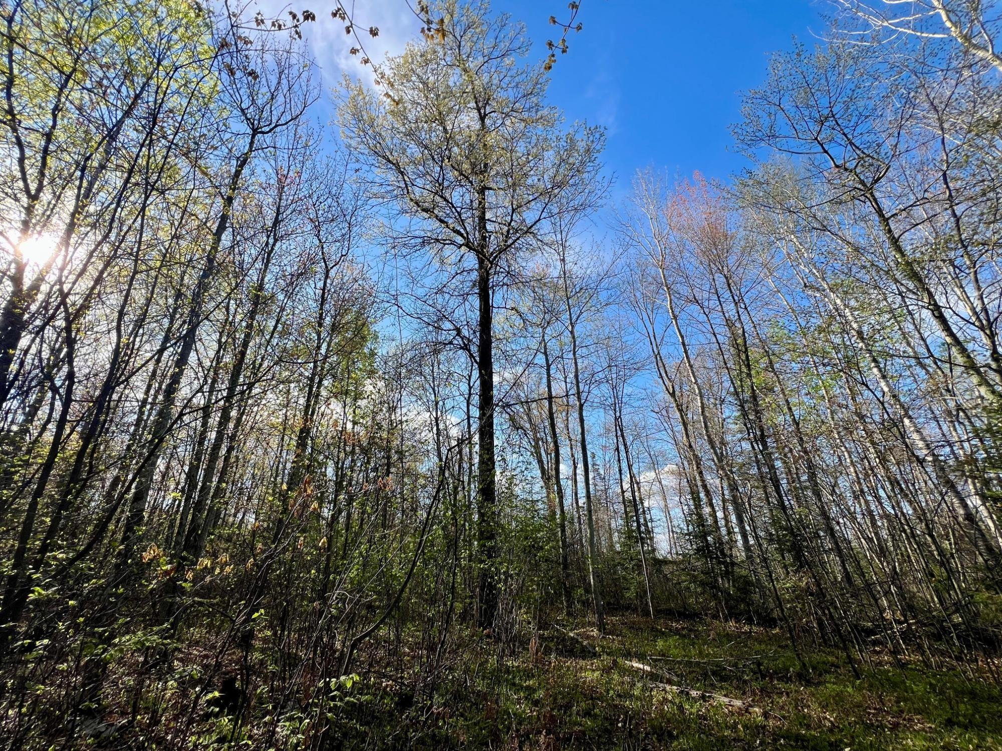Lot 9-10 Pfeifer Road Tomahawk, WI 54487 - Photo 15 of 21 Gallery Image 15