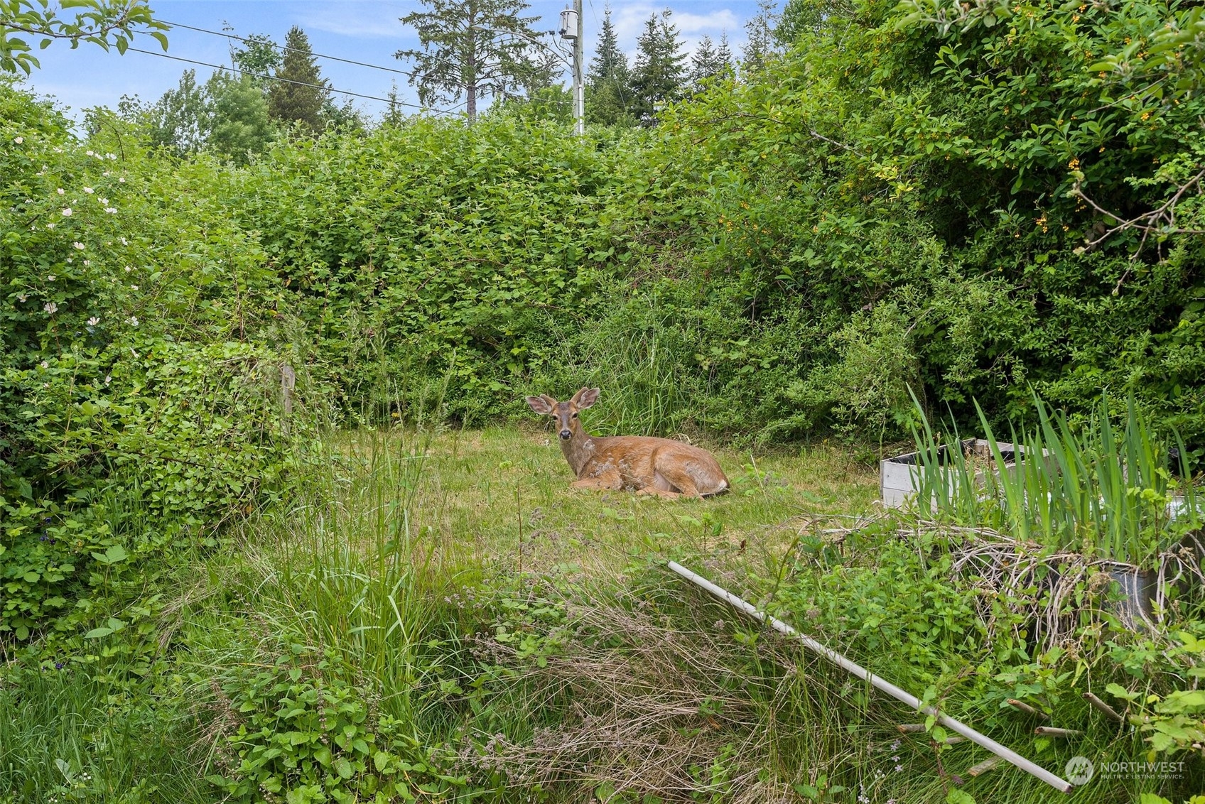 1235 Cedar Street Raymond, WA 98577 - Photo 21 of 23 a backyard of a house with lots of green space and trees all around