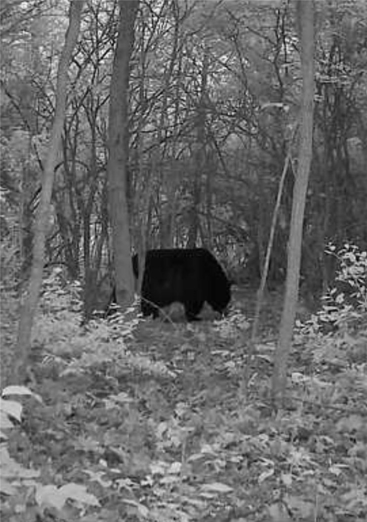 Bunnell Road Waverly, NY 14892 - Photo 12 of 49 Gallery Image 12
