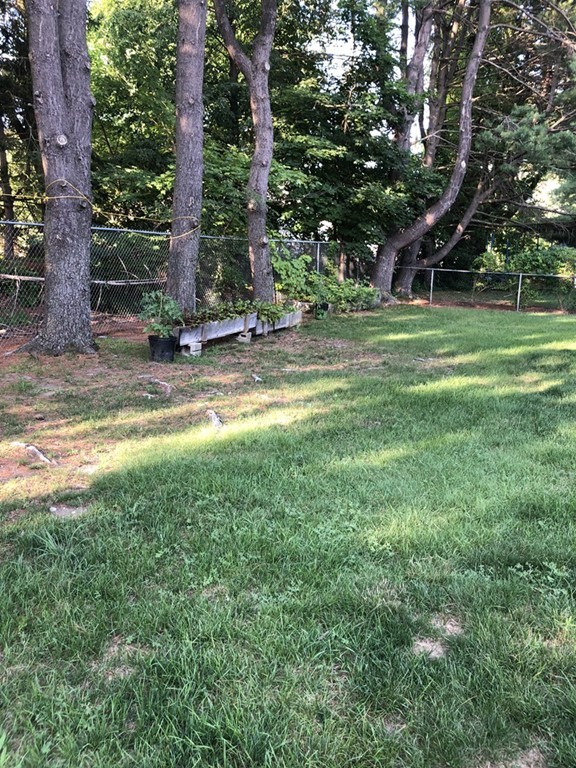27 George Road, Unit 27 Winchester, MA 01890 - Photo 29 of 30 a view of a tree in a yard