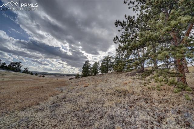 297 High Pasture Road Florissant, CO 80816 - Photo 4 of 23 Mature Pines