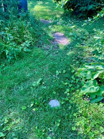 a view of a lush green forest