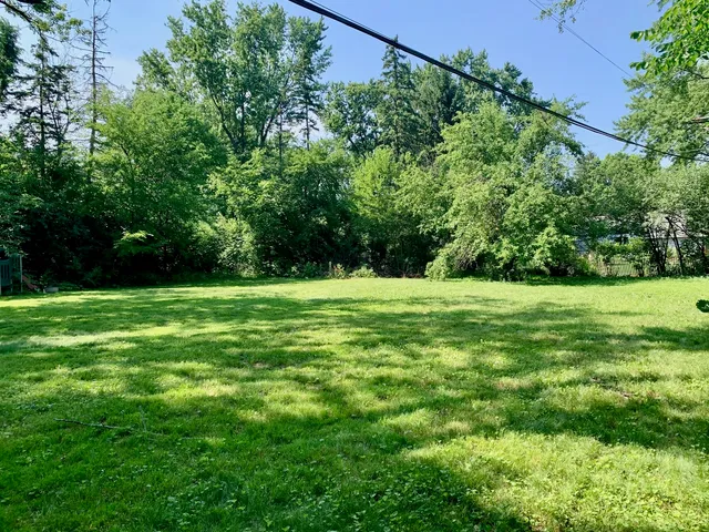 a view of a field with a tree