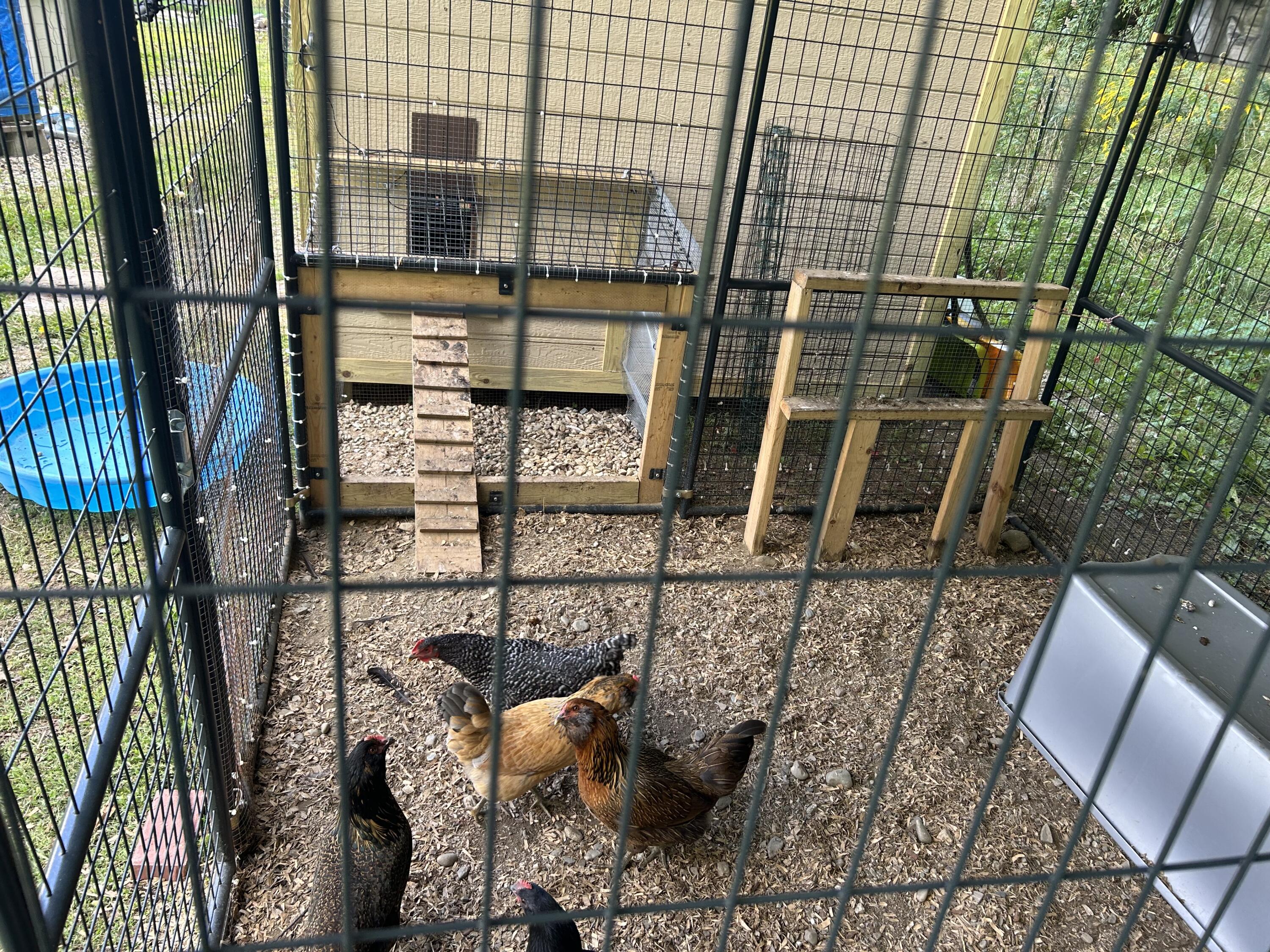 162 Vigue Road Whitefield, ME 04353 - Photo 36 of 37 chicken 1