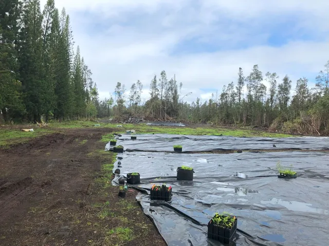 a view of a street with a yard