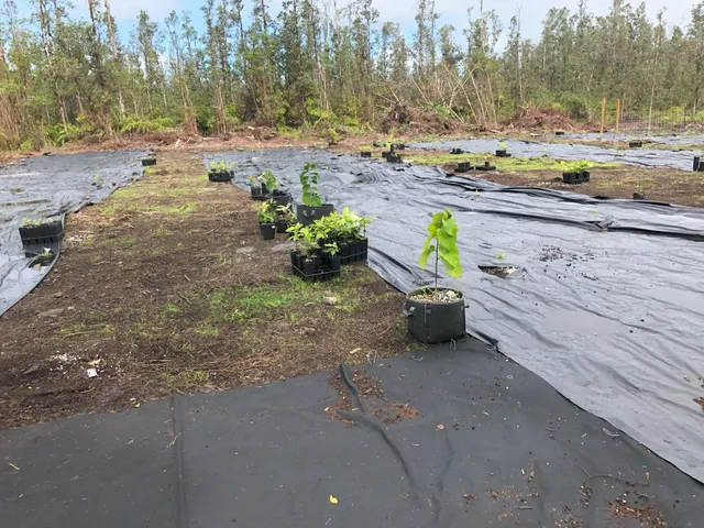 a view of a dry yard with trees and cars
