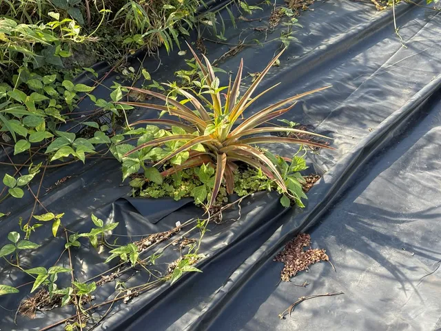 a view of a yard with flowers