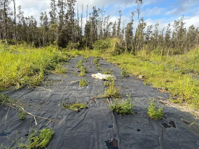 a view of yard with green space