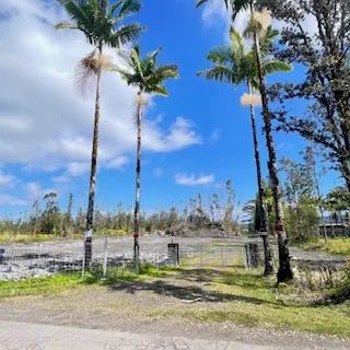 a view of a yard with palm trees