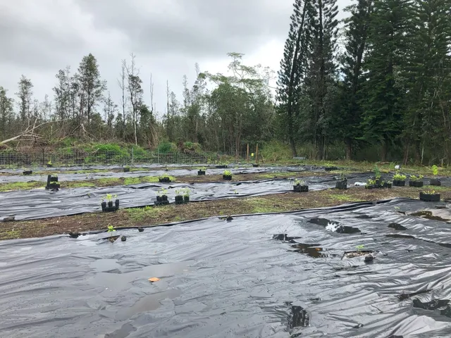 a view of a town with trees and grass