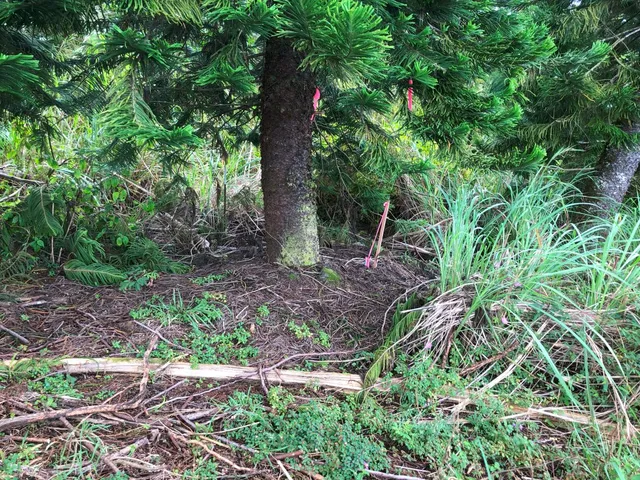 a backyard of a house with lots of green space