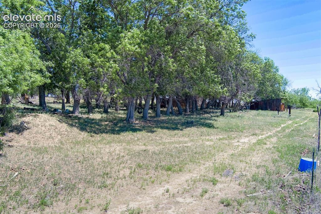 5250 Meridian Road Peyton, CO 80831 - Photo 4 of 19 Mature trees