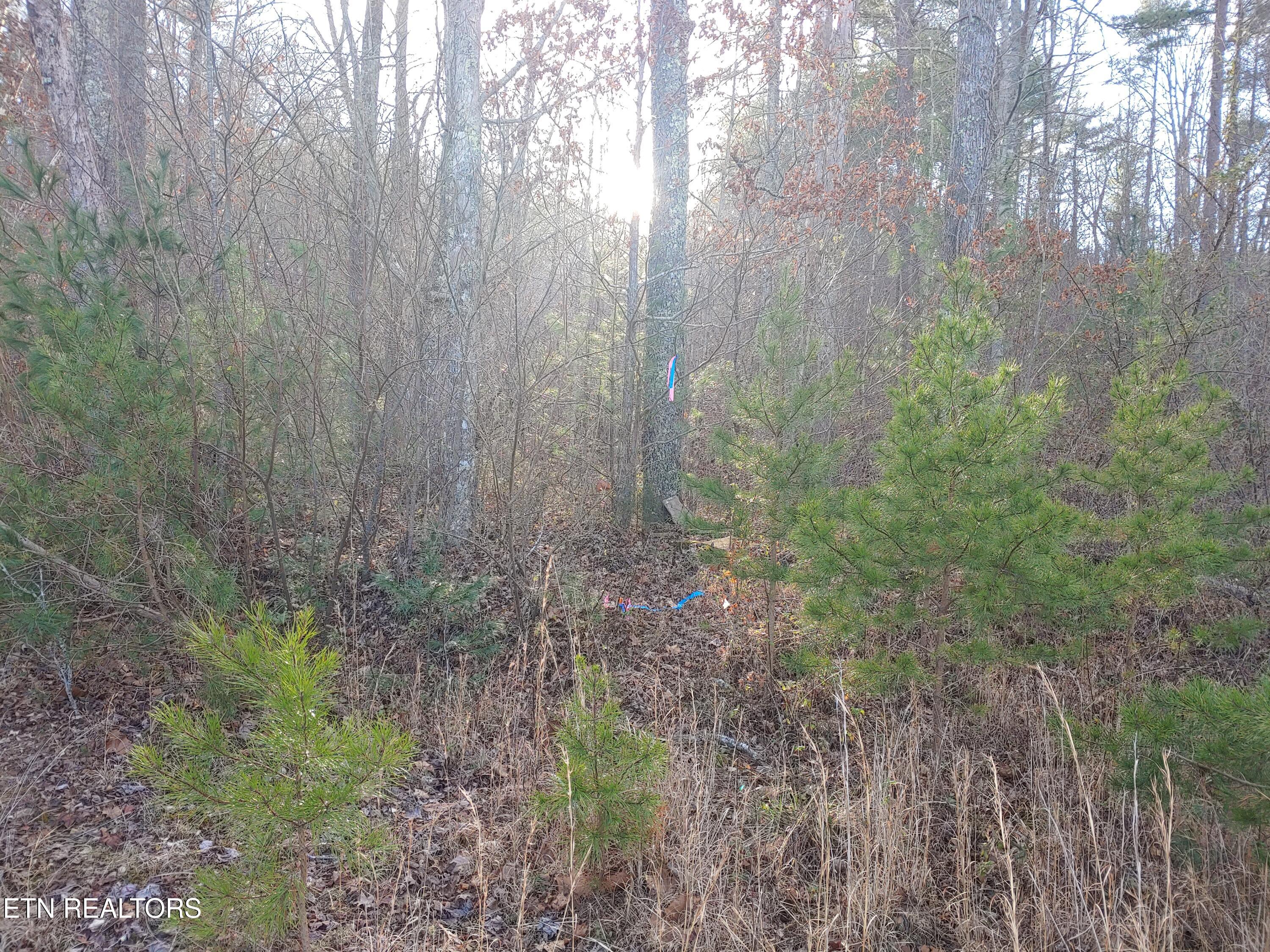 Mill Creek Road Sunbright, TN 37872 - Photo 11 of 12 Mill Creek Acreage