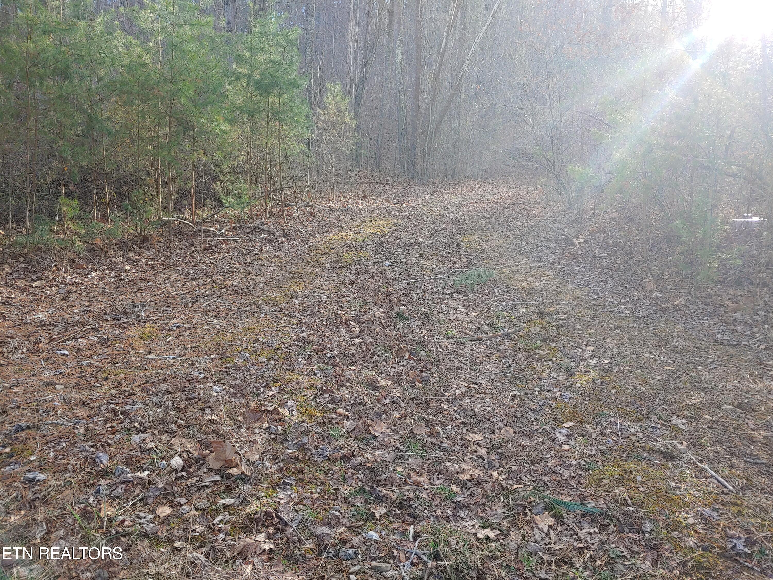 Mill Creek Road Sunbright, TN 37872 - Photo 4 of 12 Roadway