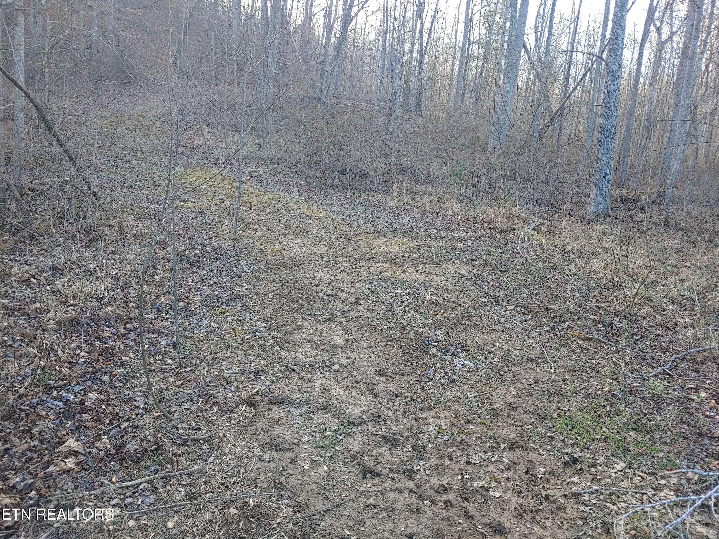 Mill Creek Road Sunbright, TN 37872 - Photo 5 of 12 Roadway 2