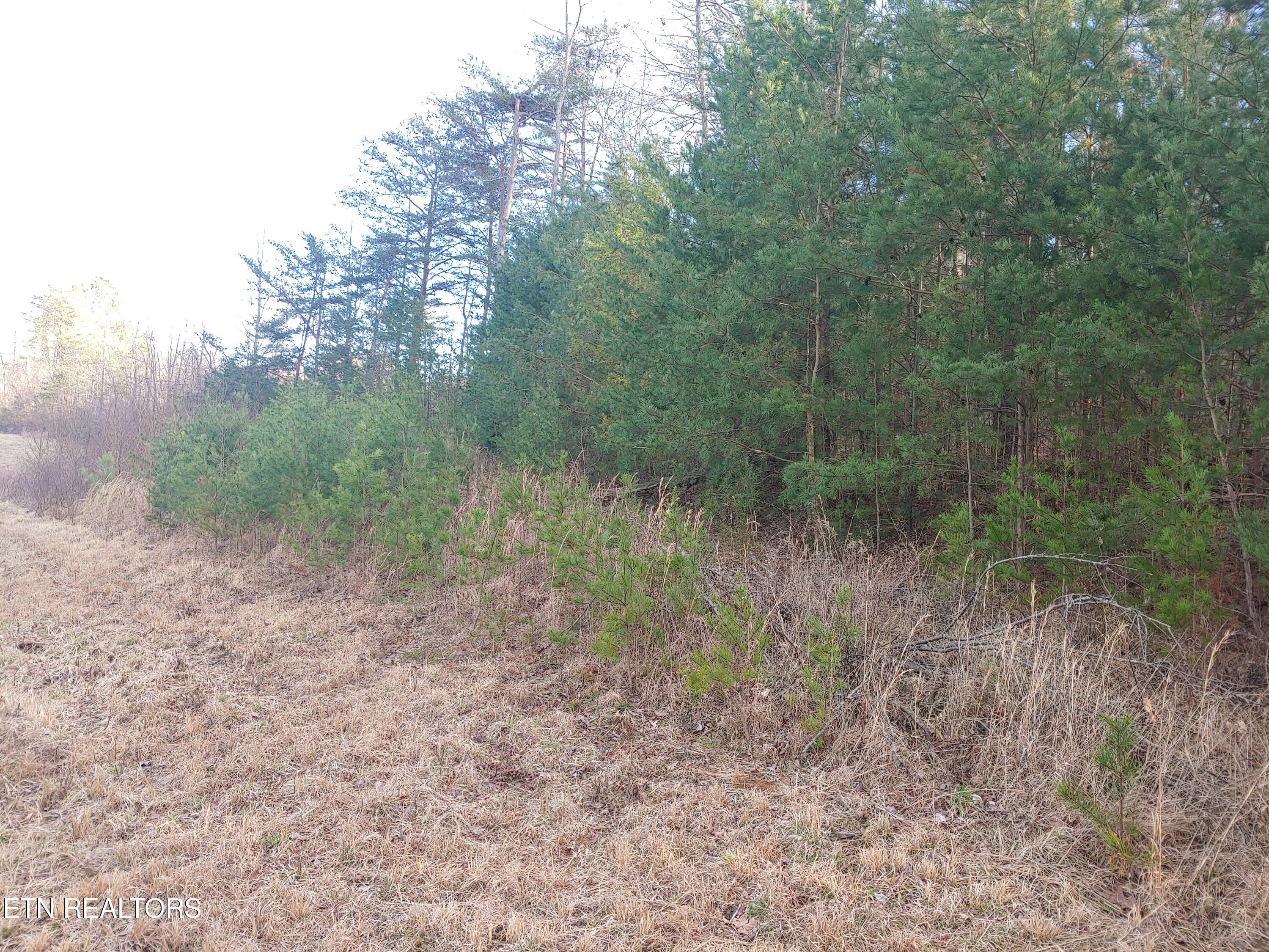 Mill Creek Road Sunbright, TN 37872 - Photo 6 of 12 View of Woods
