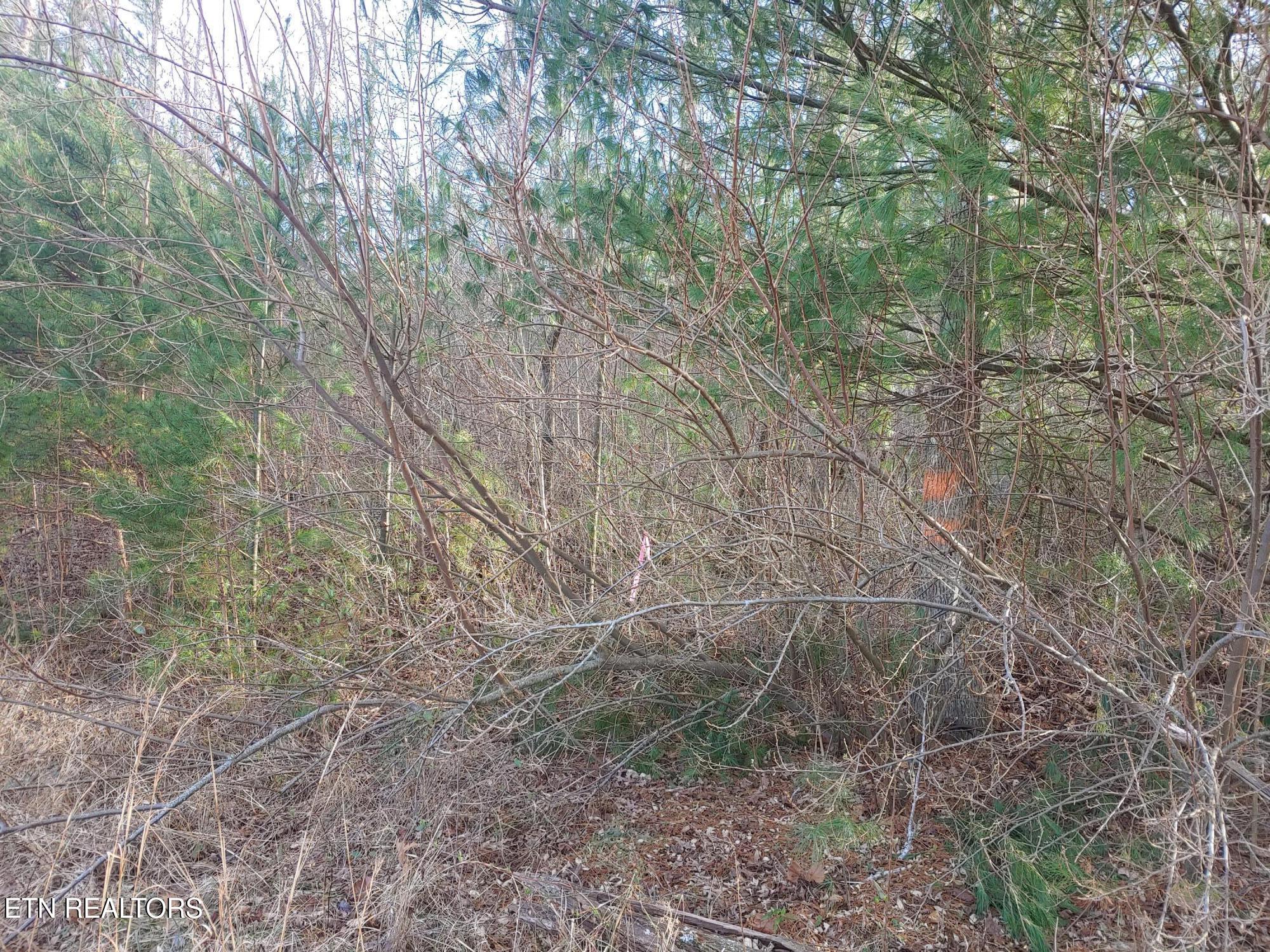 Mill Creek Road Sunbright, TN 37872 - Photo 7 of 12 View of Woods 2