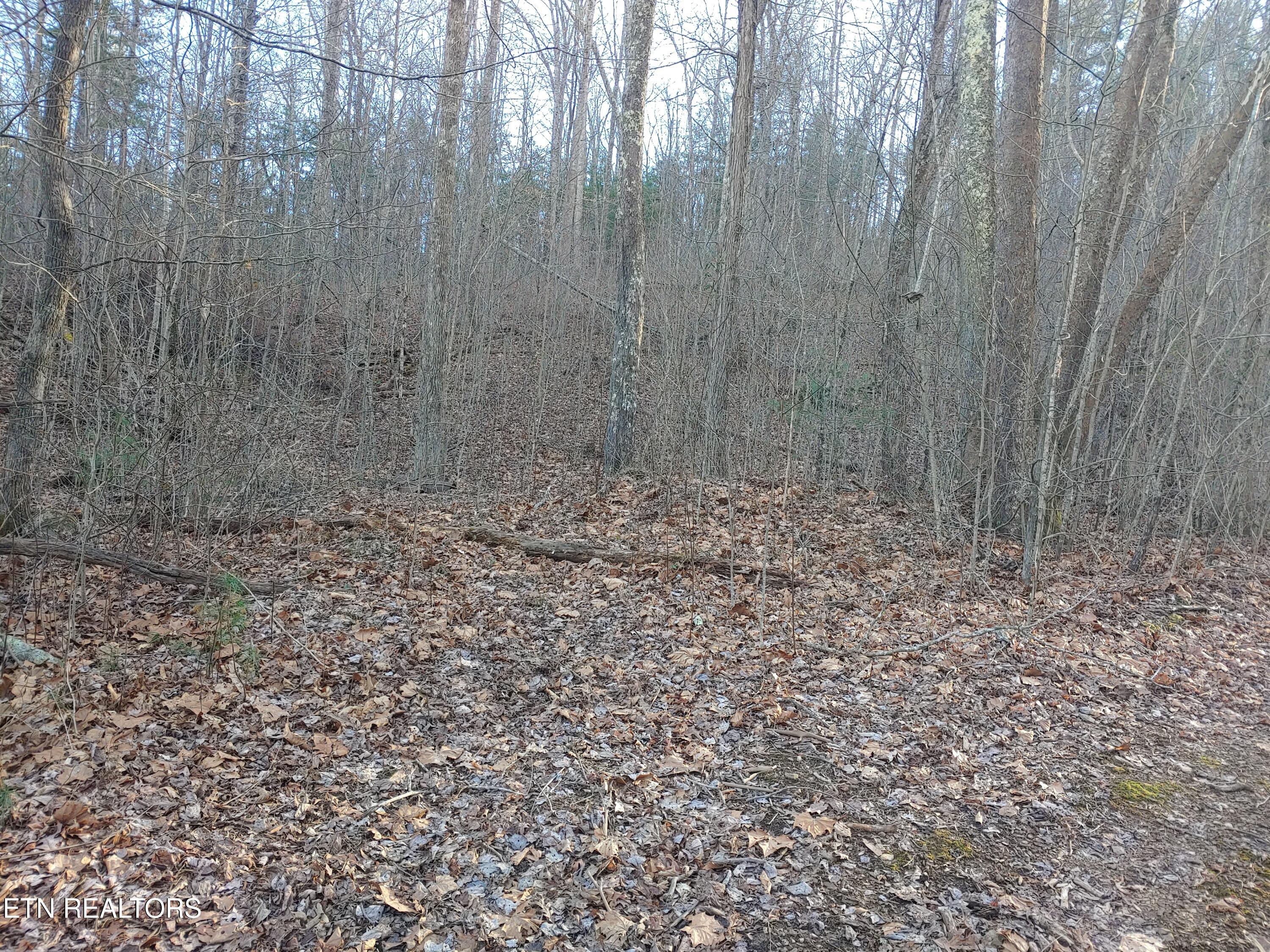 Mill Creek Road Sunbright, TN 37872 - Photo 8 of 12 View of Woods 3