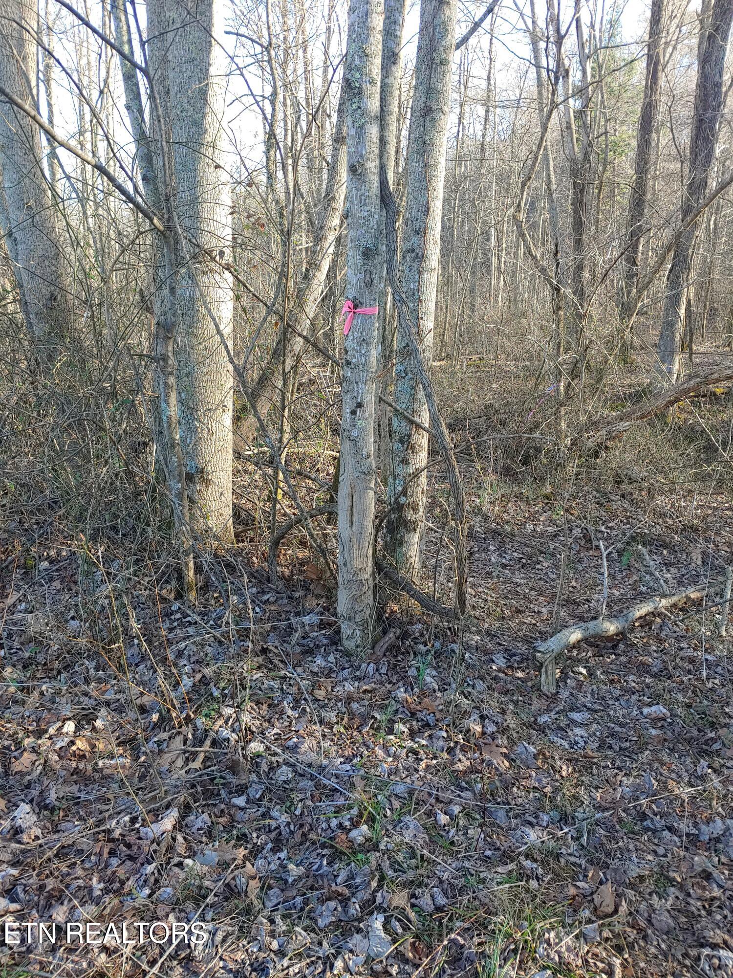 Mill Creek Road Sunbright, TN 37872 - Photo 10 of 12 Mill Creek Rd.-Boundary