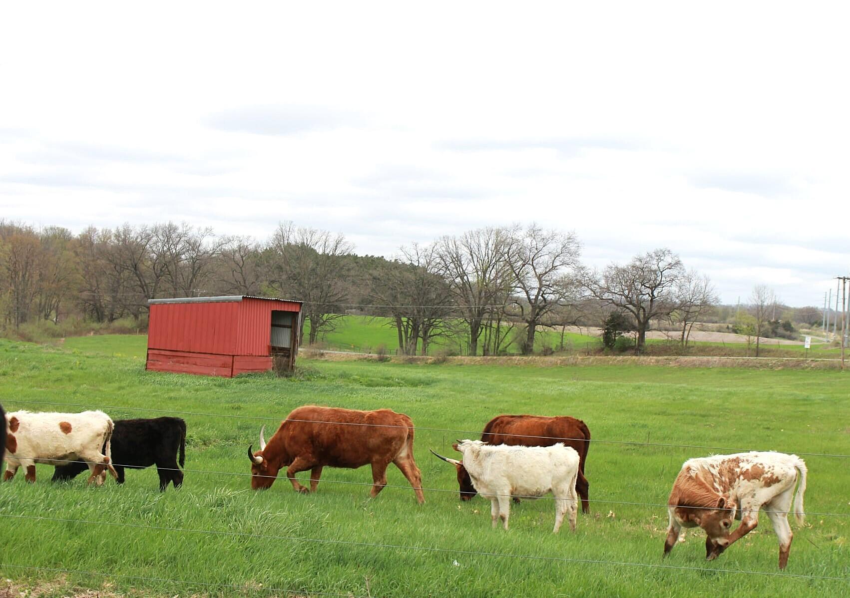 12409 Bellevue Road Battle Creek, MI 49014 - Photo 2 of 44 cow pic