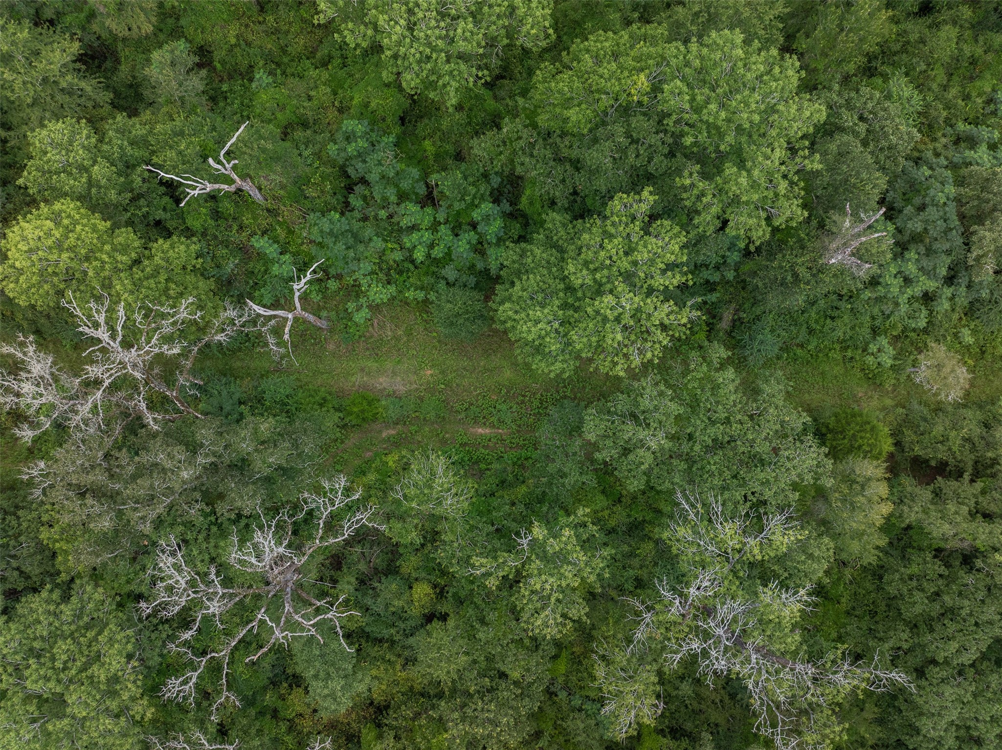 Tbd West Caney Road Normangee, TX 77871 - Photo 13 of 41 a view of a lush green forest