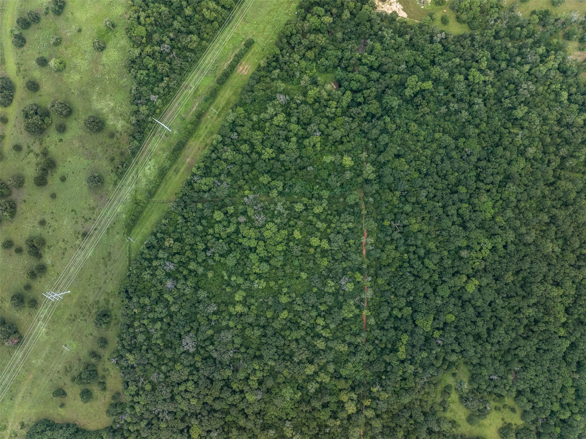 Tbd West Caney Road Normangee, TX 77871 - Photo 24 of 41 a view of a lush green forest