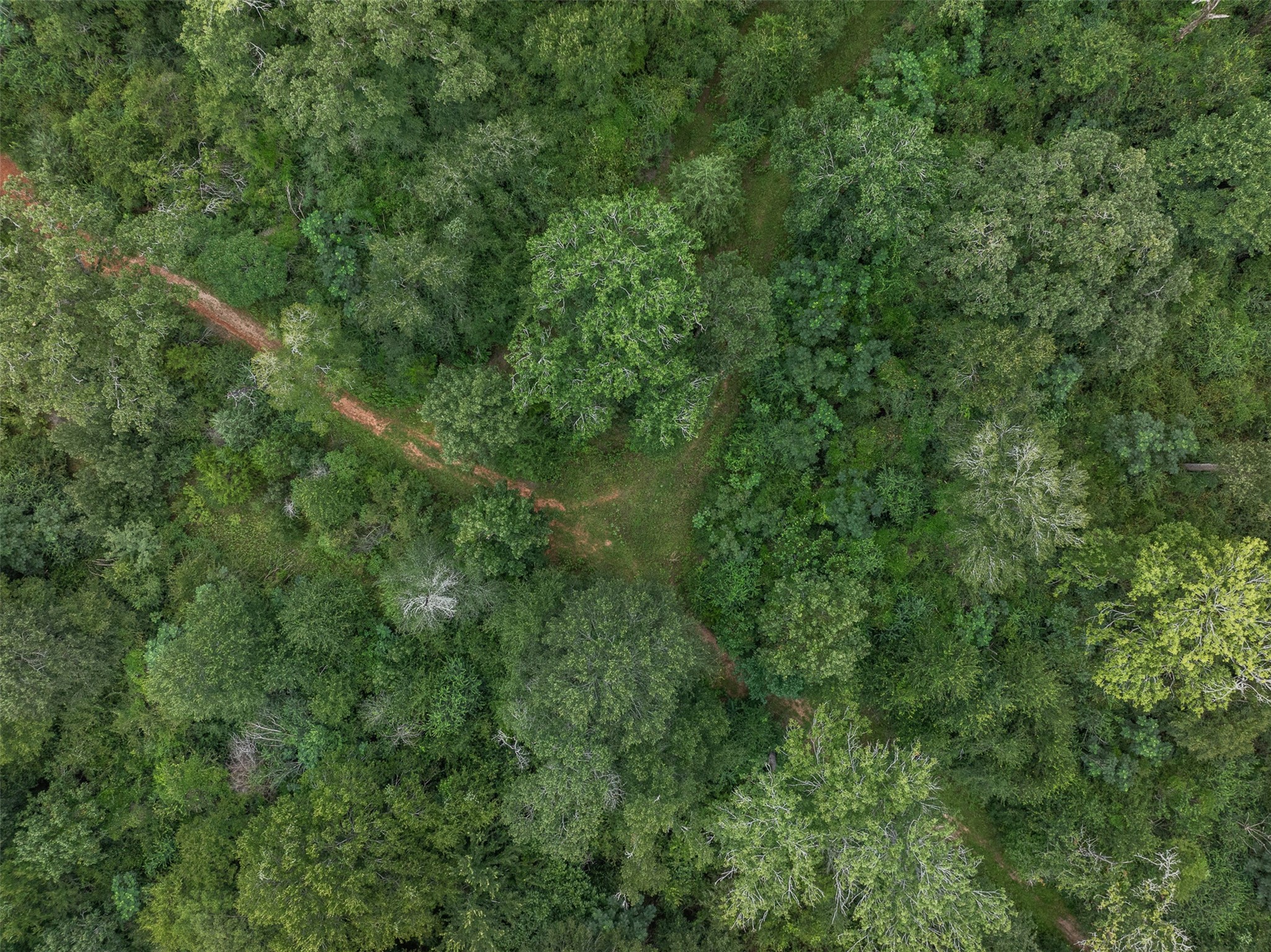 Tbd West Caney Road Normangee, TX 77871 - Photo 34 of 41 a view of a lush green forest with lots of trees