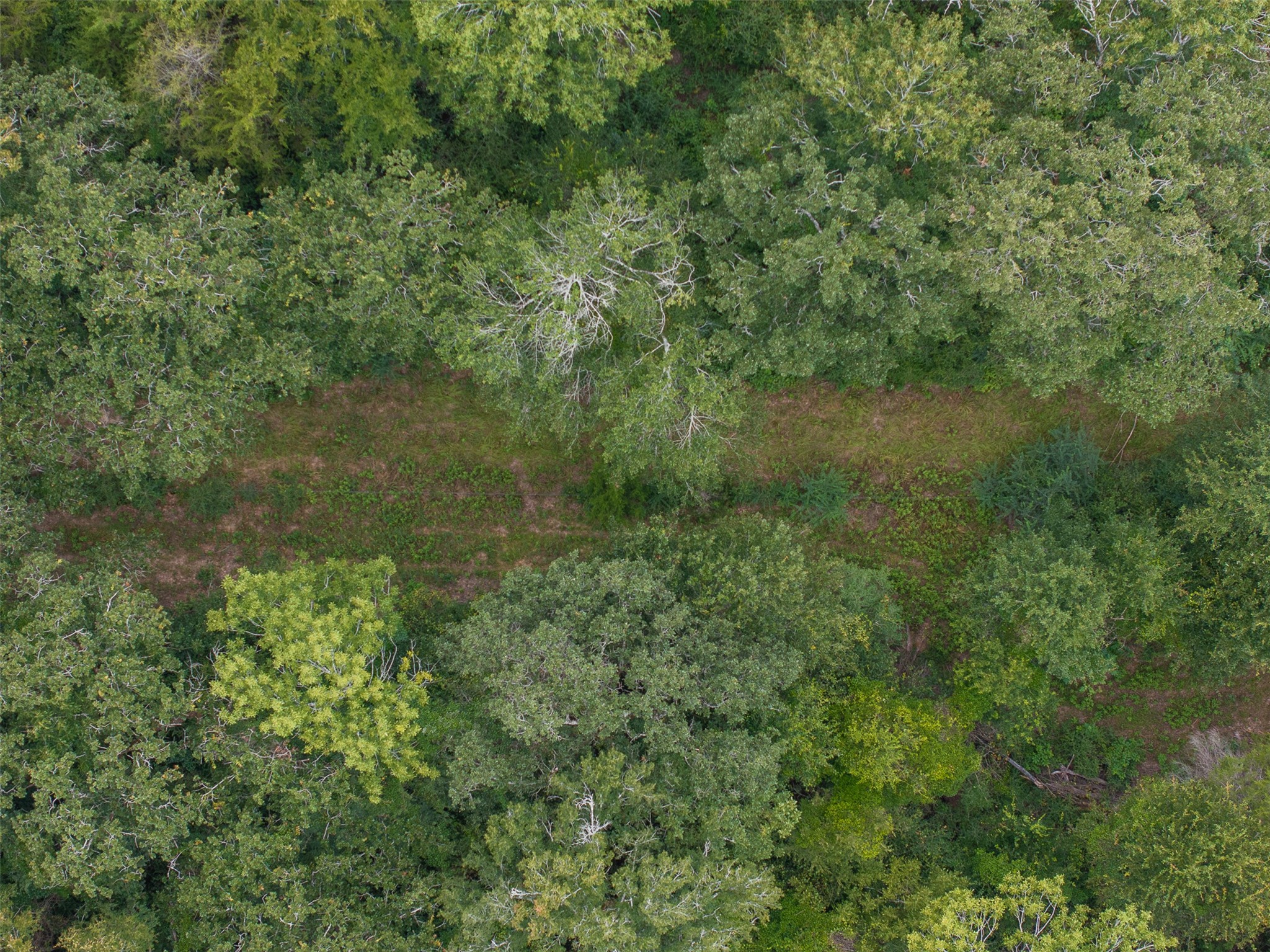 Tbd West Caney Road Normangee, TX 77871 - Photo 38 of 41 a view of a lush green forest with trees and some plants