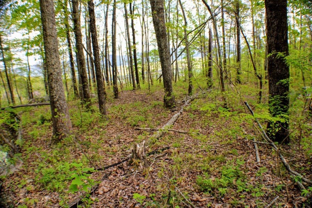 0 Blue Sewanee Road Dunlap, TN 37327 - Photo 3 of 16 Gallery Image 3
