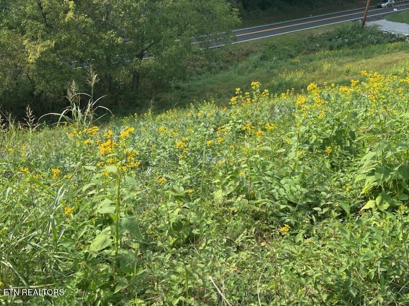 455 Alder Springs Road La Follette, TN 37766 - Photo 18 of 25 IMG953828 (1)