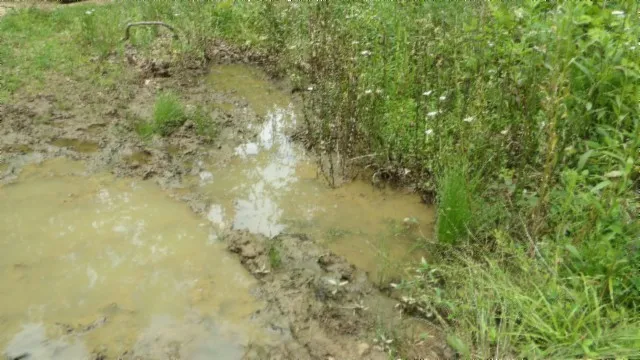 a view of a lush green forest with lawn chairs
