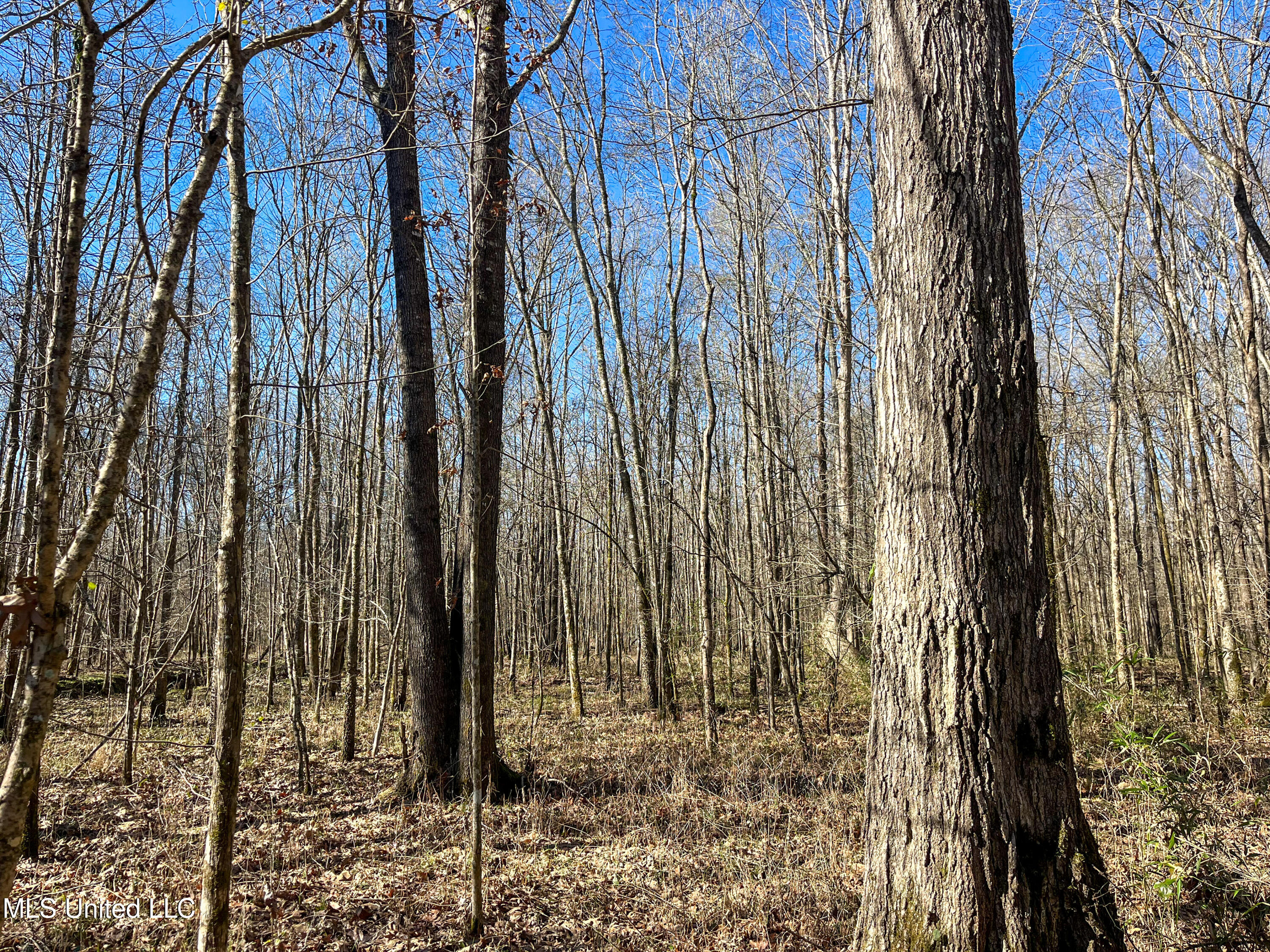 505 Highway Lawrence Ms 39336 Lawrence, MS 39336 - Photo 14 of 46 IMG_2043