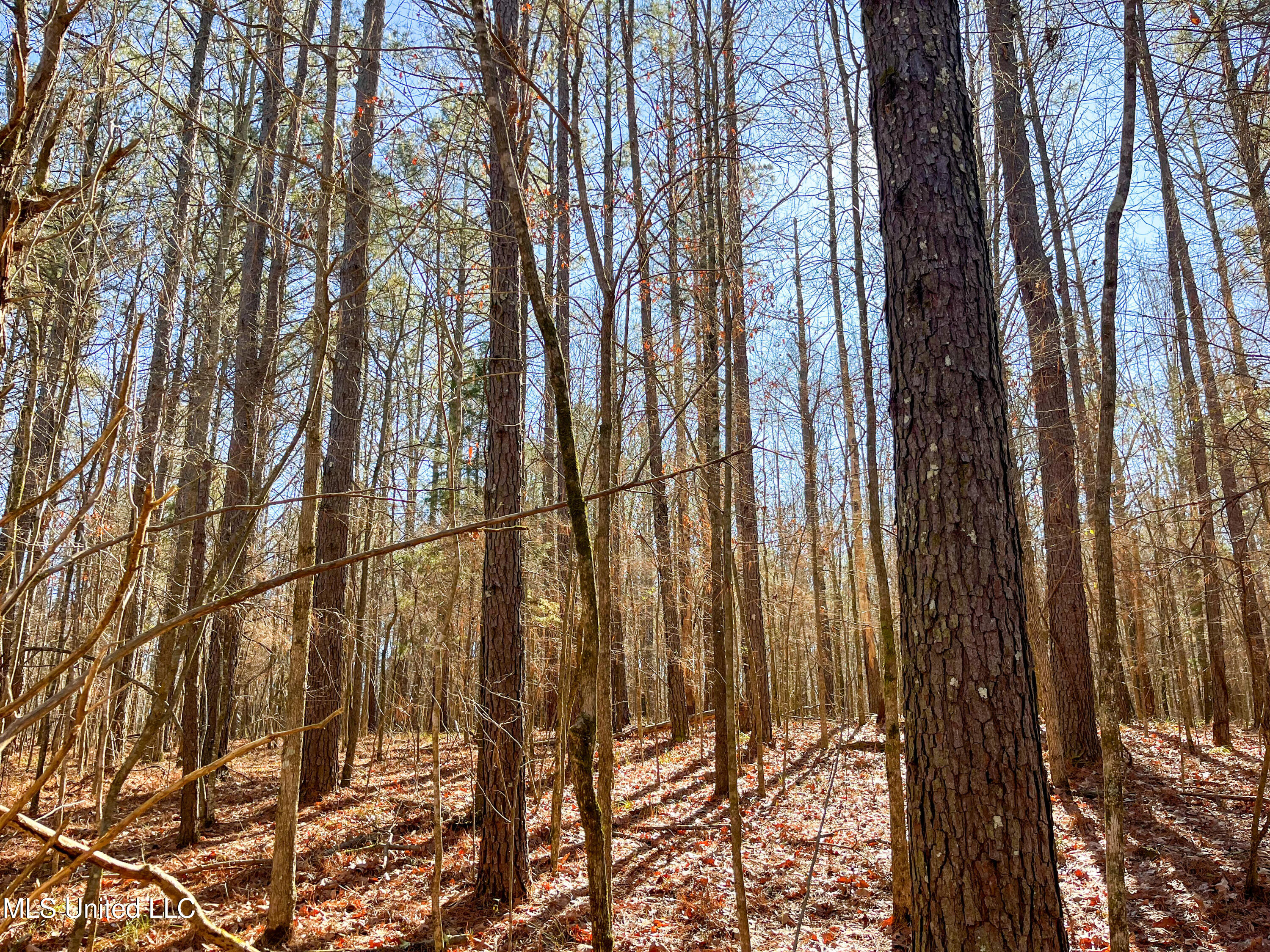 505 Highway Lawrence Ms 39336 Lawrence, MS 39336 - Photo 15 of 46 IMG_2055