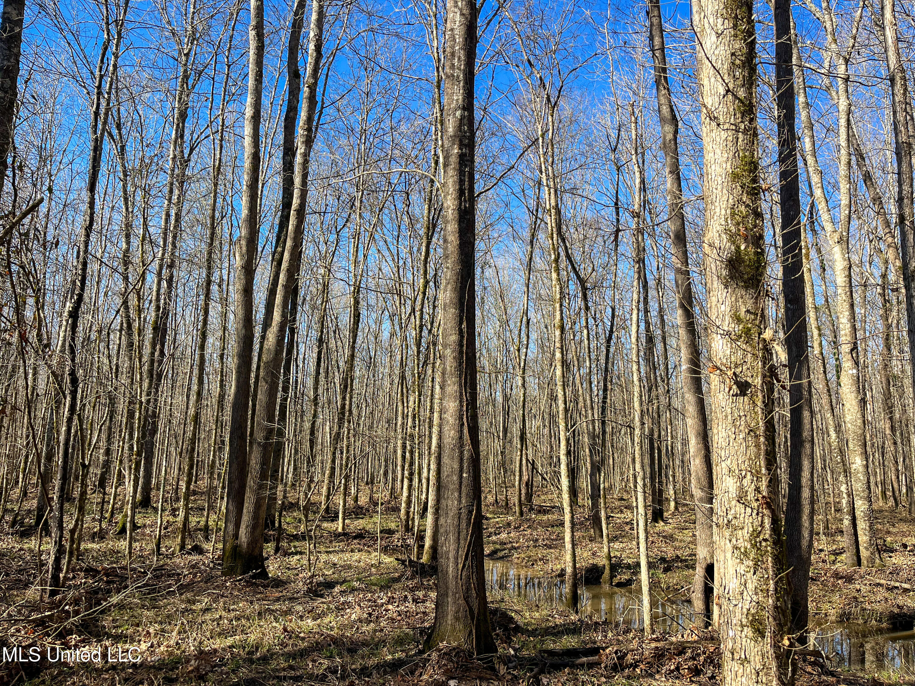 505 Highway Lawrence Ms 39336 Lawrence, MS 39336 - Photo 17 of 46 IMG_2051