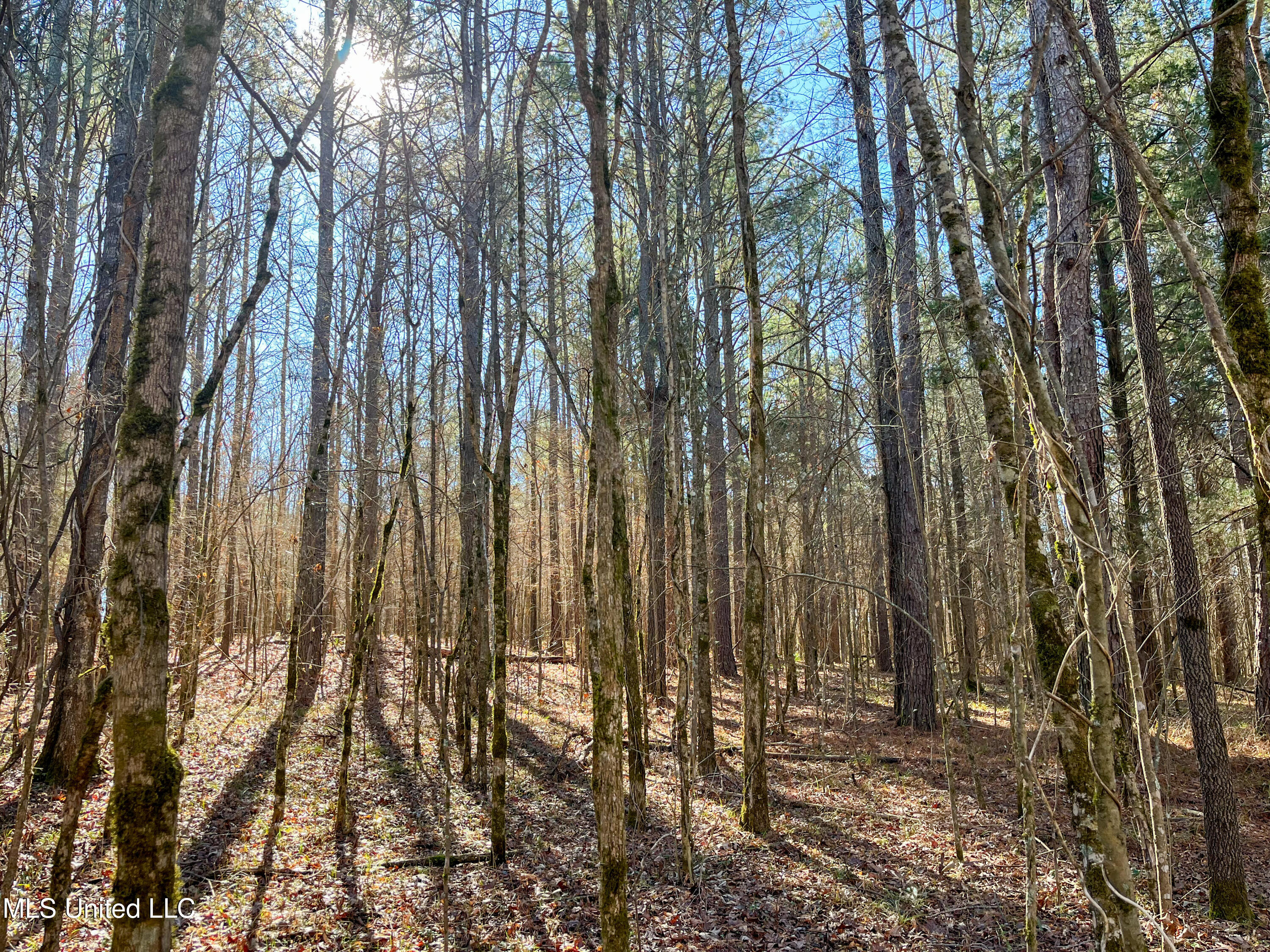 505 Highway Lawrence Ms 39336 Lawrence, MS 39336 - Photo 19 of 46 IMG_2054