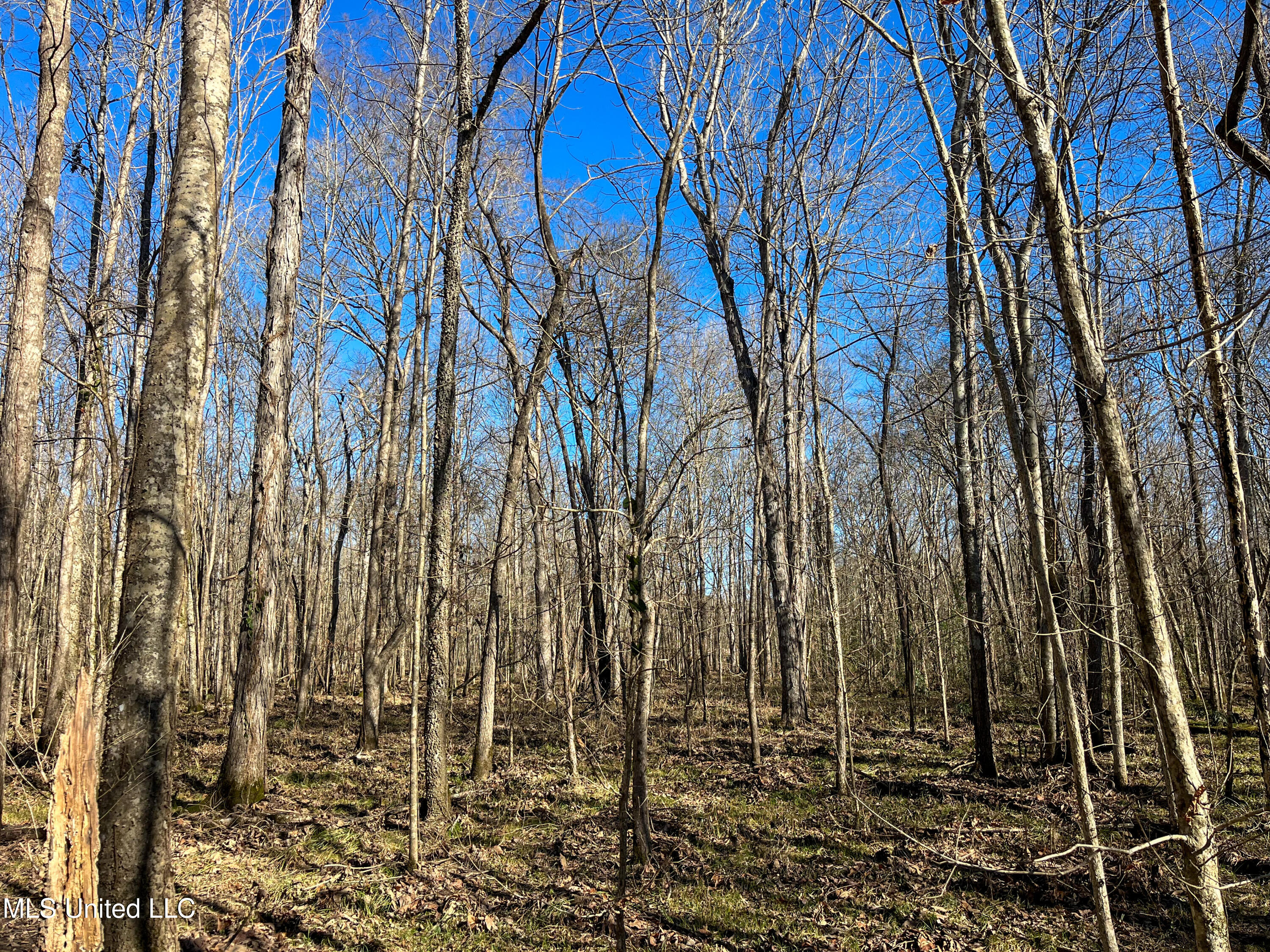 505 Highway Lawrence Ms 39336 Lawrence, MS 39336 - Photo 20 of 46 IMG_2052