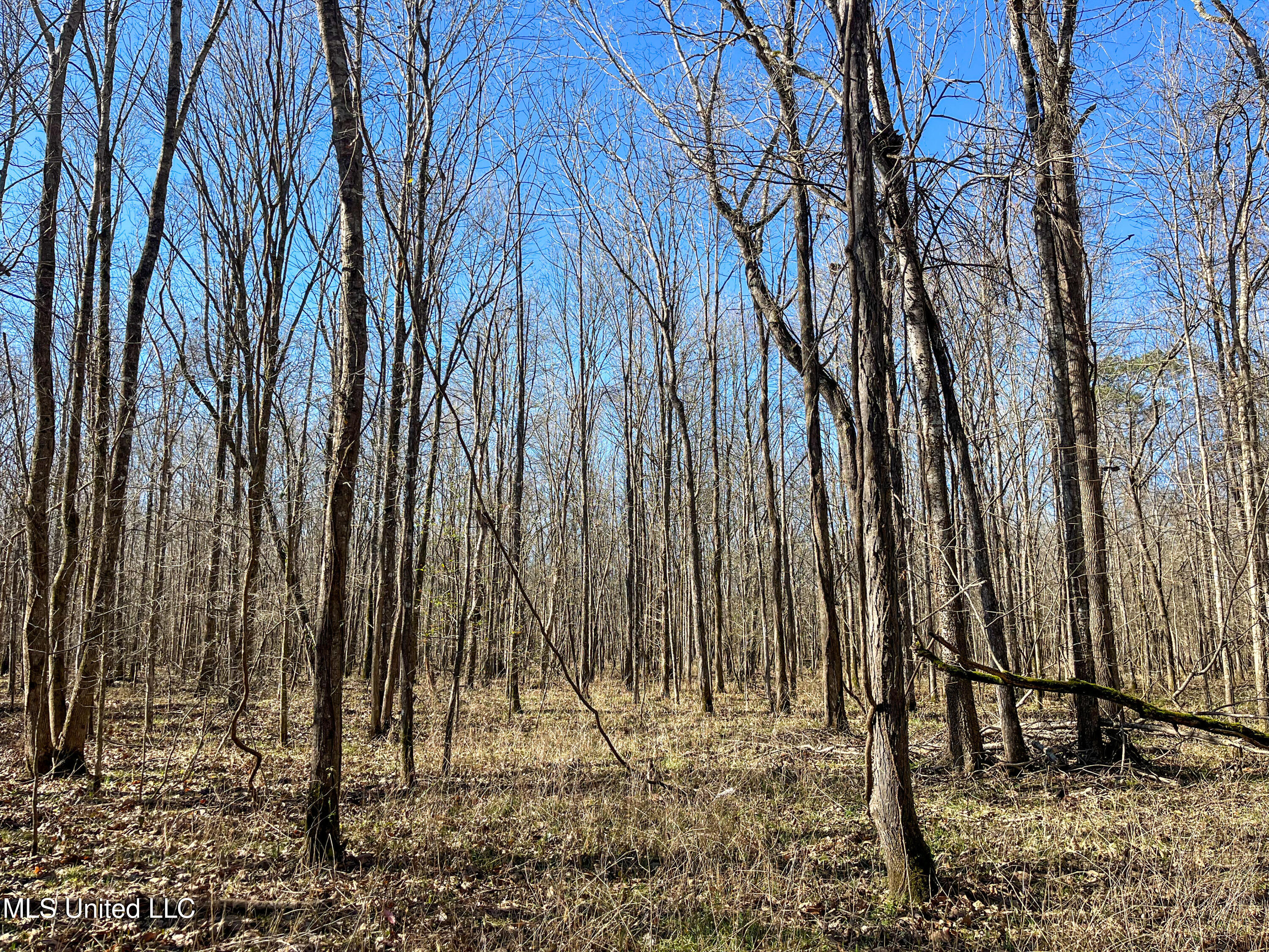 505 Highway Lawrence Ms 39336 Lawrence, MS 39336 - Photo 24 of 46 IMG_2050