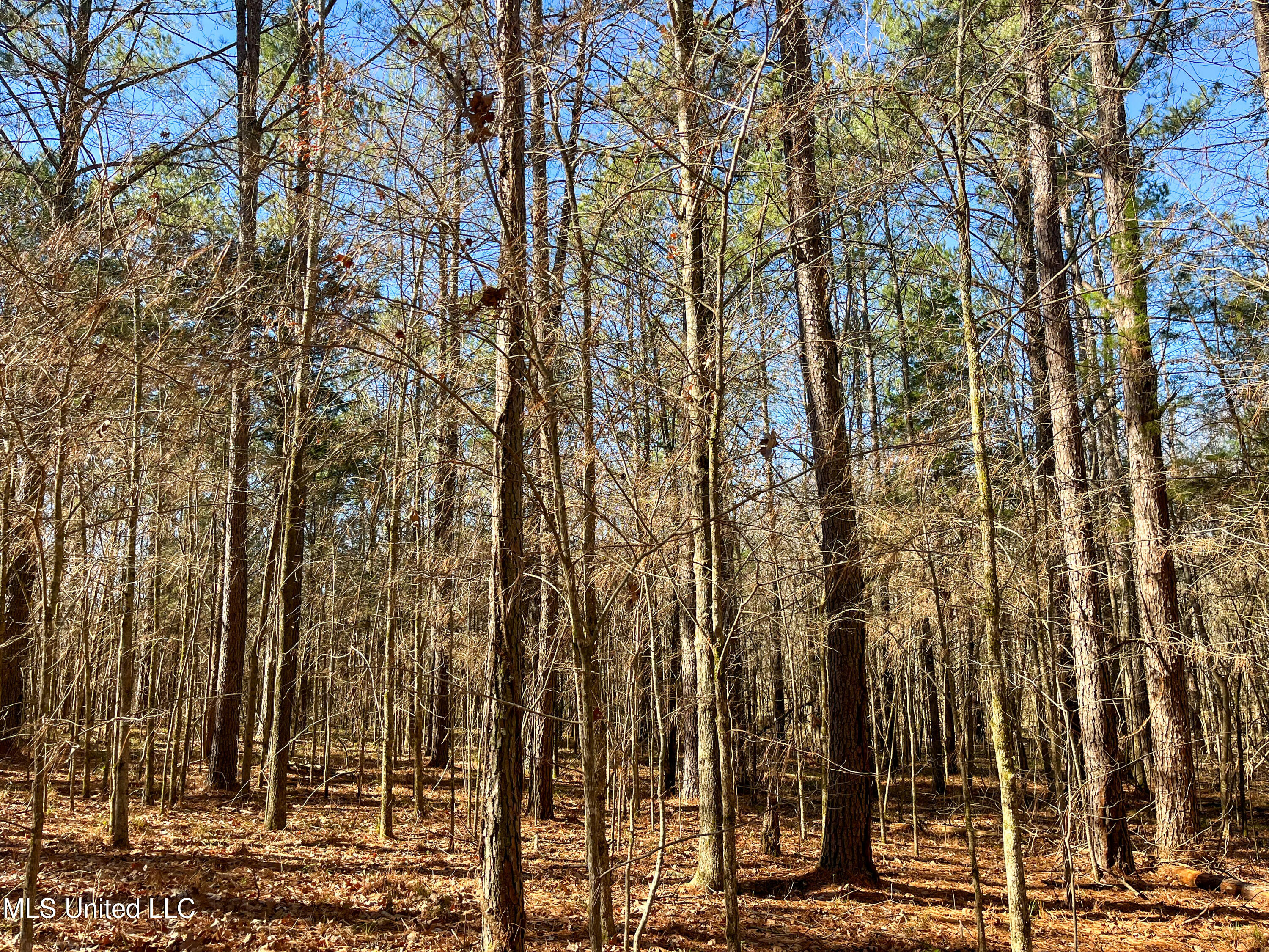 505 Highway Lawrence Ms 39336 Lawrence, MS 39336 - Photo 25 of 46 IMG_2056