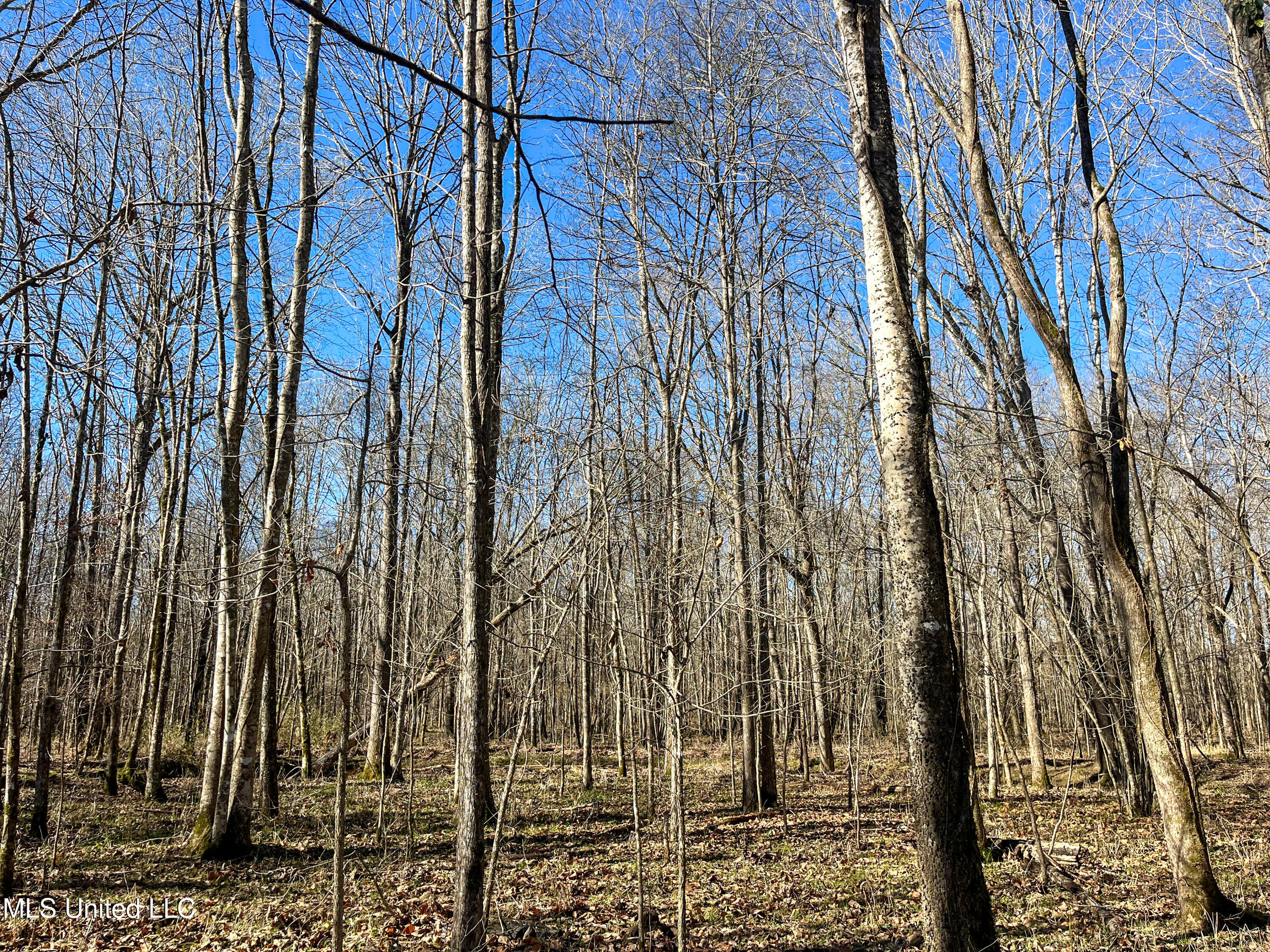 505 Highway Lawrence Ms 39336 Lawrence, MS 39336 - Photo 30 of 46 IMG_2033