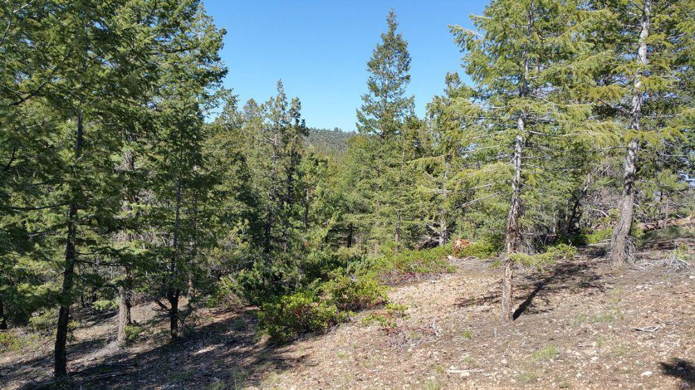 233 W Pinyon Rd