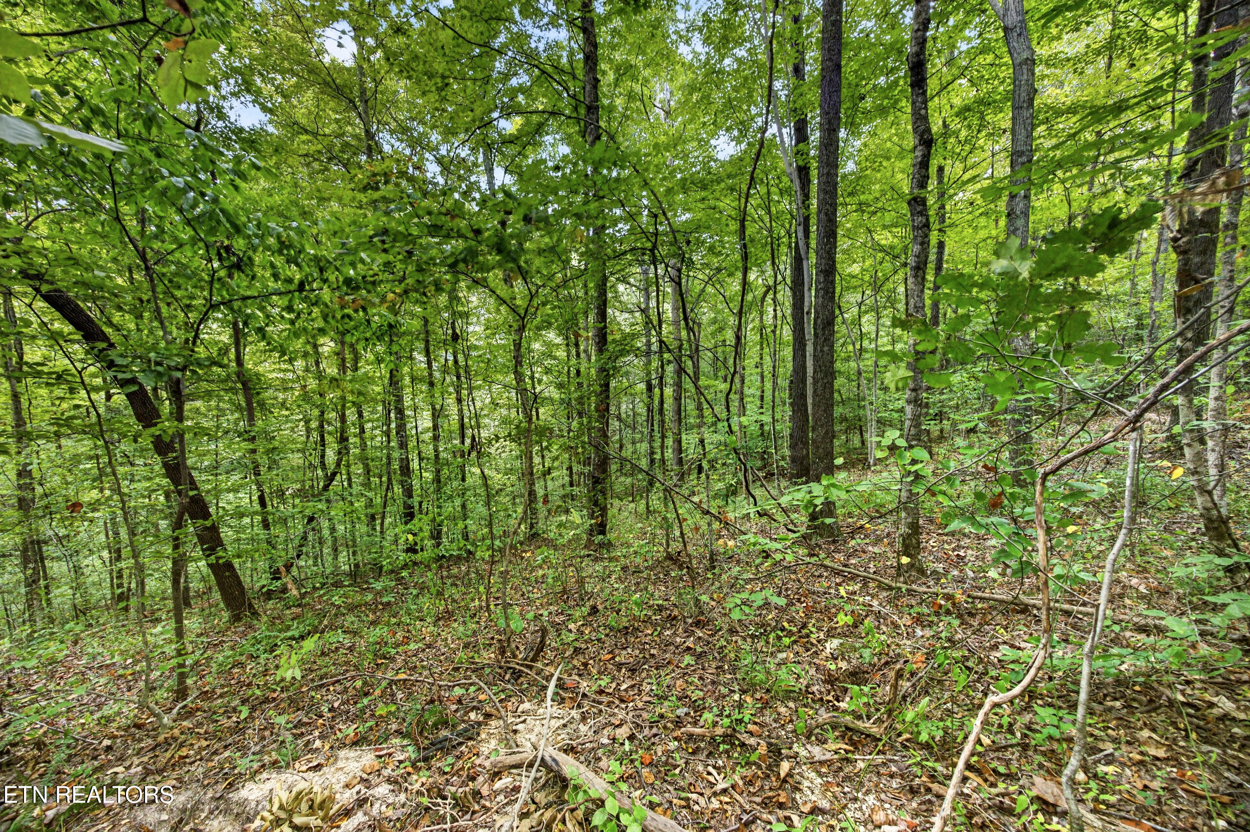 Lot 26 Timber Ridge Lane Celina, TN 38551 - Photo 9 of 12 8-8N5A6717